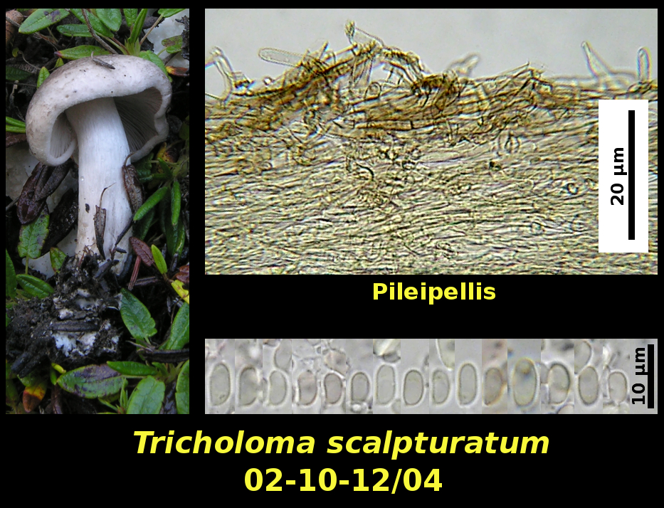 Picture of Tricholoma scalpturatum